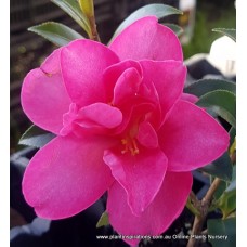 Camellia Lucinda Fuchsia Pink x 1 Sun Tolerant sasanqua Peony Flowering Garden Plants Also for Shade Screen Border Courtyard Balcony 